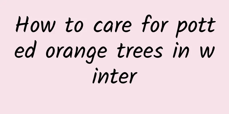 How to care for potted orange trees in winter