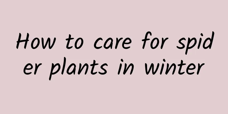 How to care for spider plants in winter