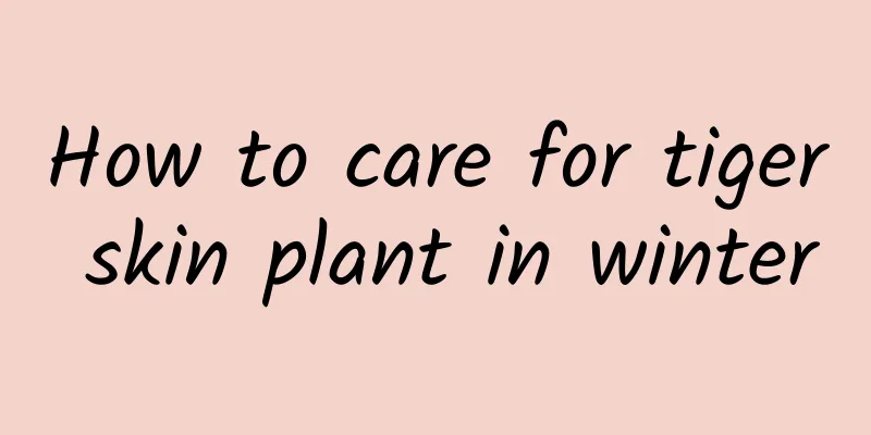 How to care for tiger skin plant in winter