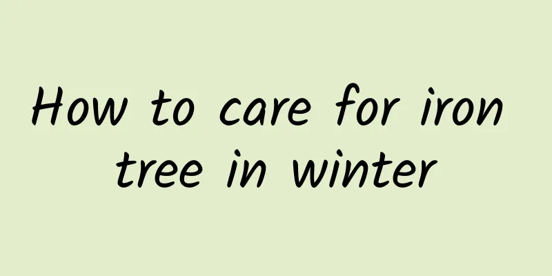 How to care for iron tree in winter