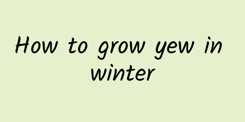 How to grow yew in winter