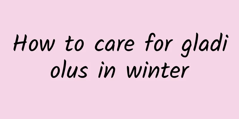 How to care for gladiolus in winter