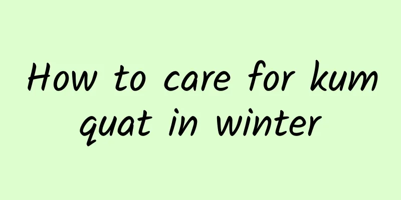 How to care for kumquat in winter