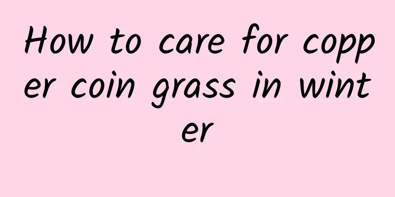 How to care for copper coin grass in winter