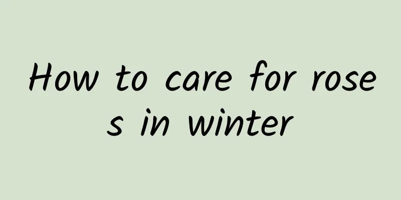 How to care for roses in winter