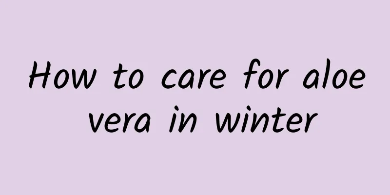 How to care for aloe vera in winter