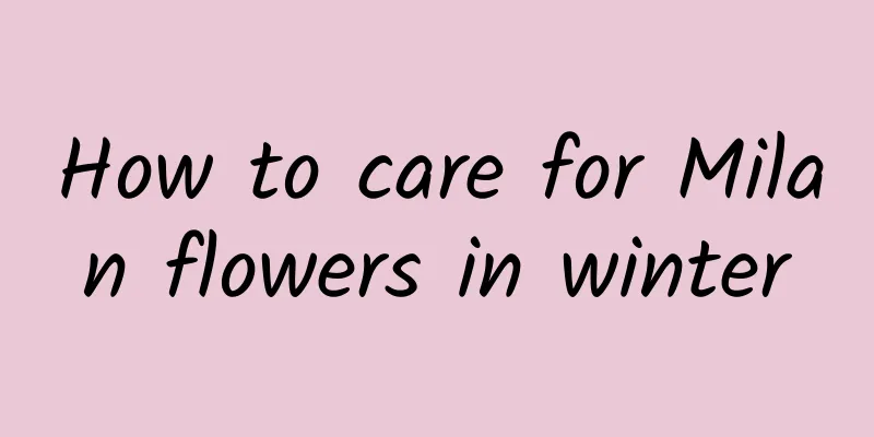 How to care for Milan flowers in winter
