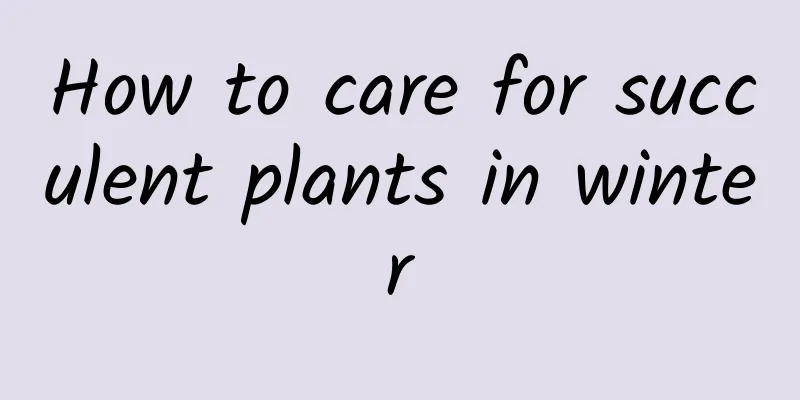 How to care for succulent plants in winter