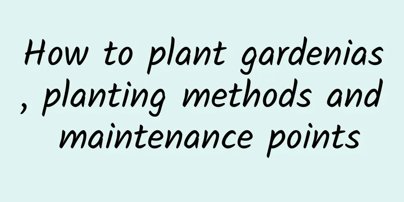 How to plant gardenias, planting methods and maintenance points
