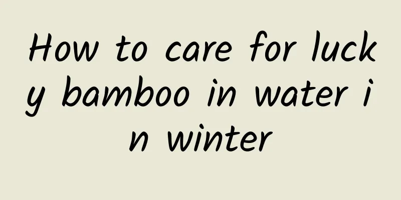 How to care for lucky bamboo in water in winter