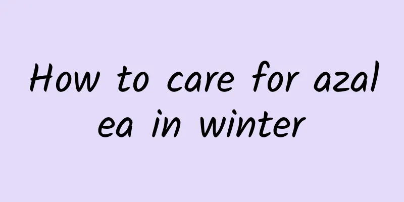 How to care for azalea in winter