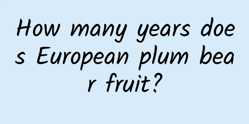 How many years does European plum bear fruit?