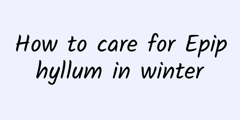 How to care for Epiphyllum in winter