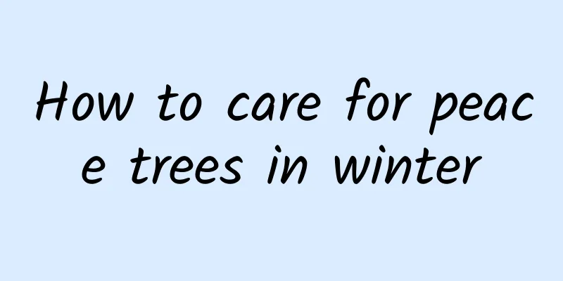 How to care for peace trees in winter