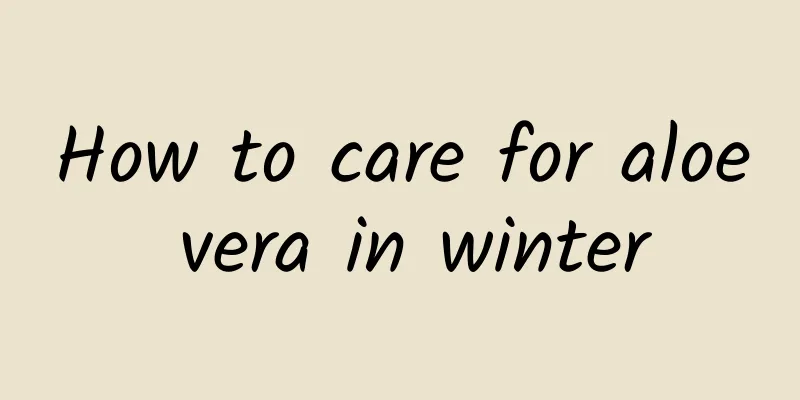 How to care for aloe vera in winter