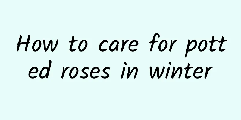 How to care for potted roses in winter