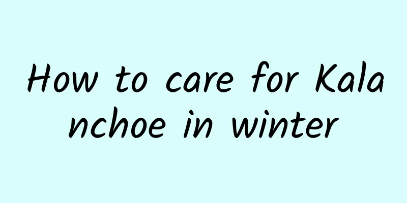 How to care for Kalanchoe in winter
