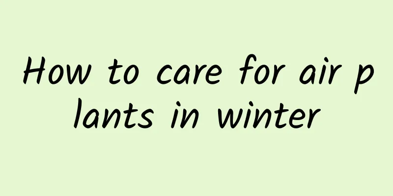 How to care for air plants in winter