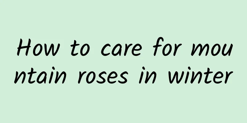 How to care for mountain roses in winter