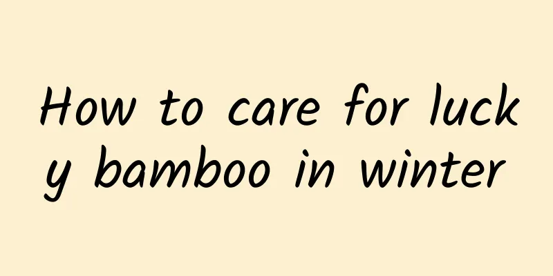 How to care for lucky bamboo in winter