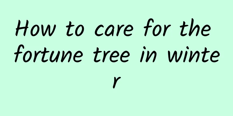 How to care for the fortune tree in winter