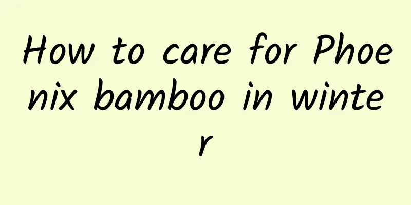 How to care for Phoenix bamboo in winter