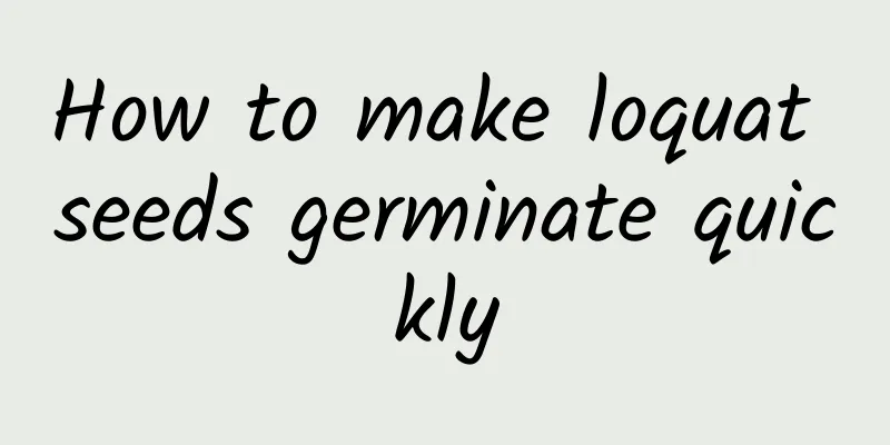 How to make loquat seeds germinate quickly