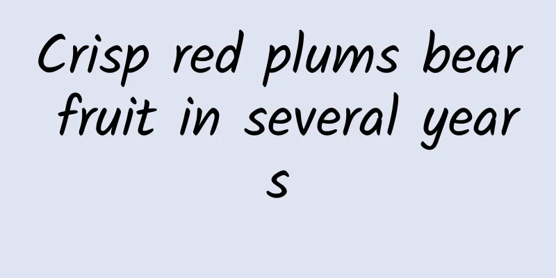 Crisp red plums bear fruit in several years