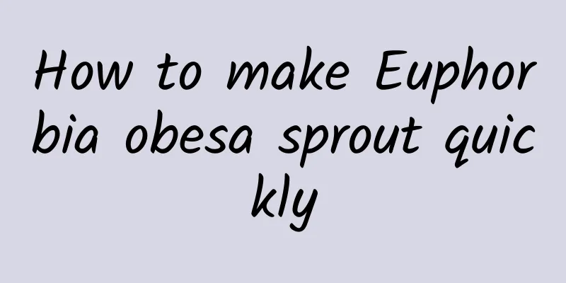 How to make Euphorbia obesa sprout quickly
