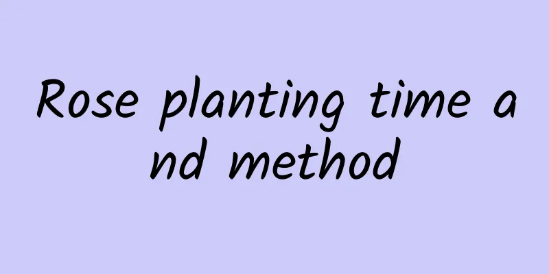 Rose planting time and method
