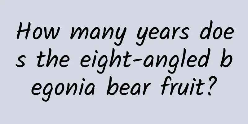 How many years does the eight-angled begonia bear fruit?