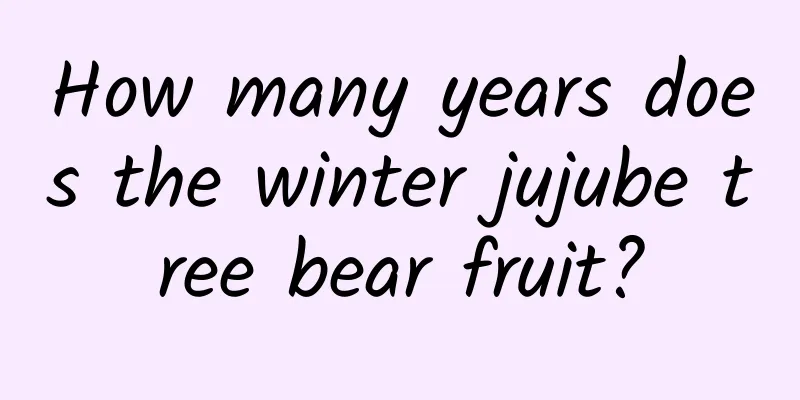 How many years does the winter jujube tree bear fruit?