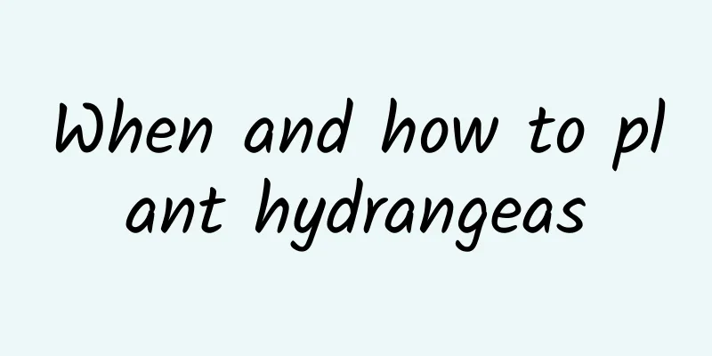 When and how to plant hydrangeas