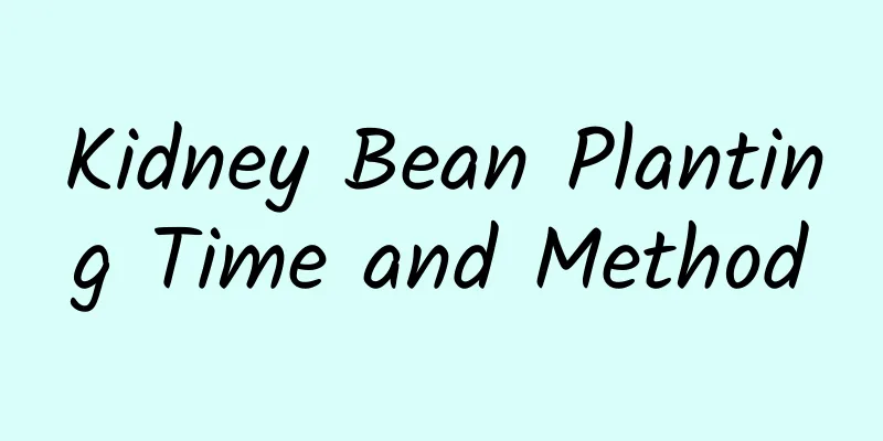 Kidney Bean Planting Time and Method