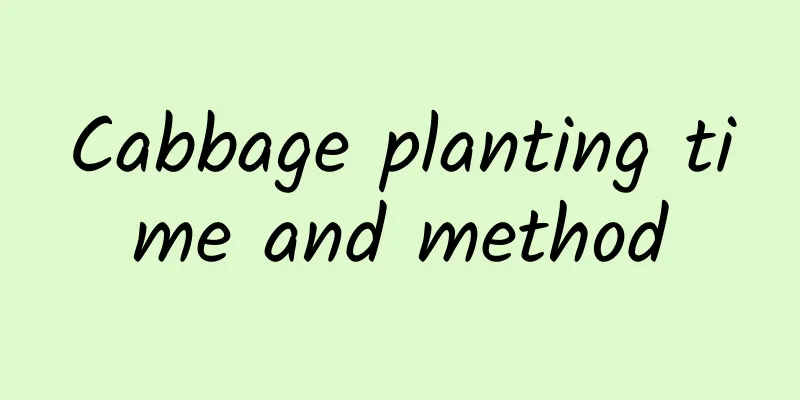 Cabbage planting time and method