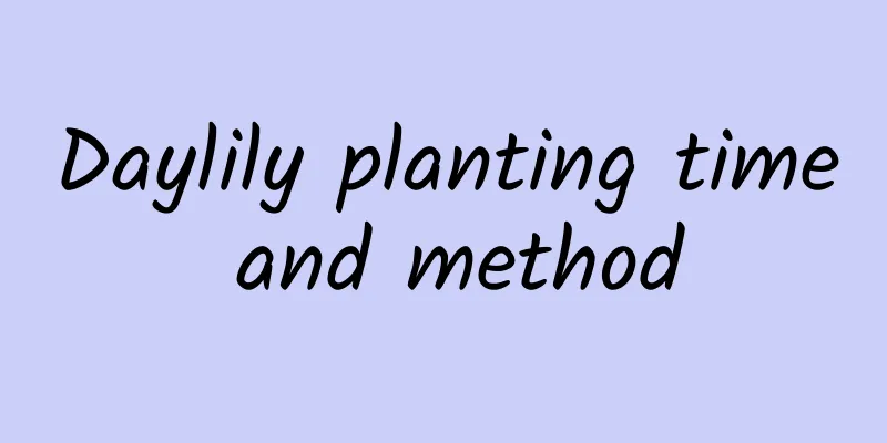 Daylily planting time and method