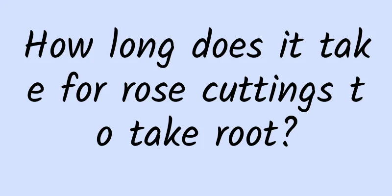 How long does it take for rose cuttings to take root?