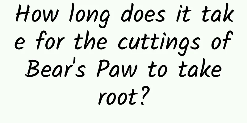 How long does it take for the cuttings of Bear's Paw to take root?