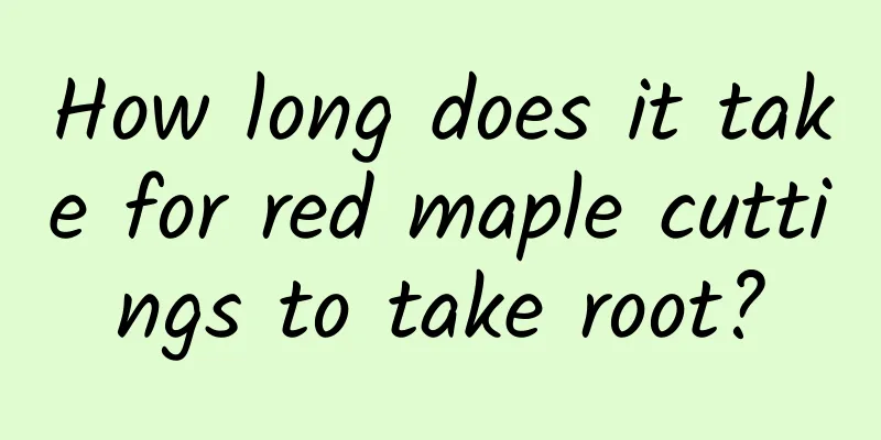 How long does it take for red maple cuttings to take root?