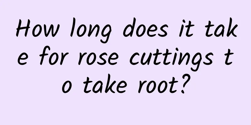 How long does it take for rose cuttings to take root?