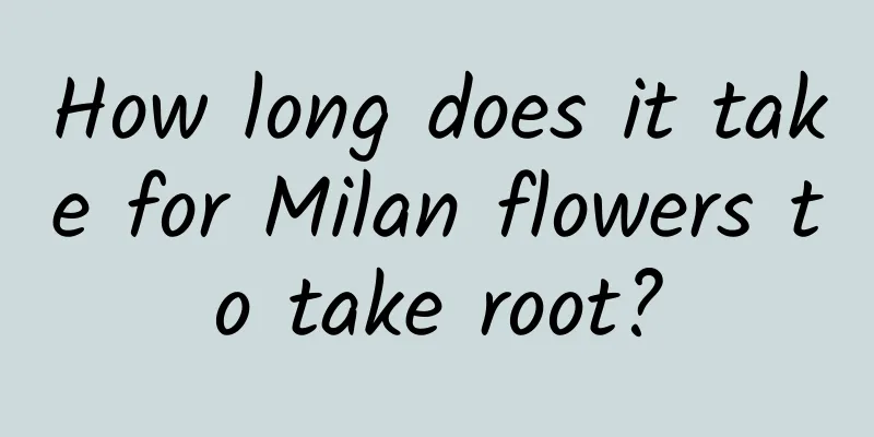 How long does it take for Milan flowers to take root?