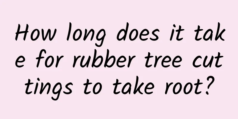 How long does it take for rubber tree cuttings to take root?