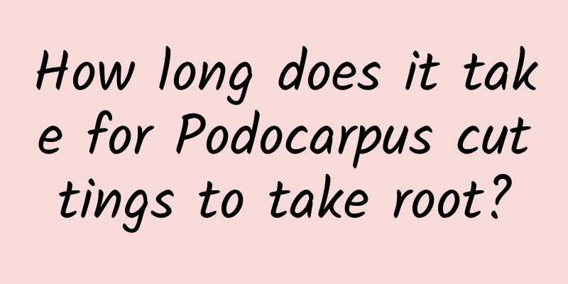 How long does it take for Podocarpus cuttings to take root?