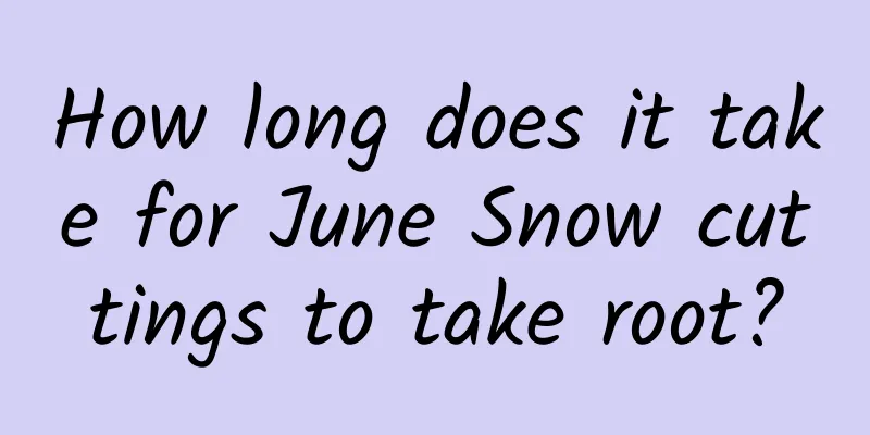 How long does it take for June Snow cuttings to take root?