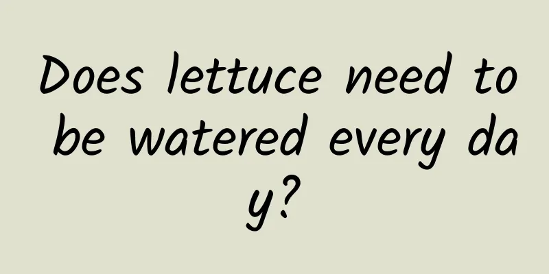 Does lettuce need to be watered every day?