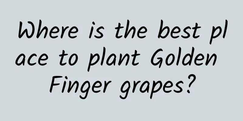Where is the best place to plant Golden Finger grapes?