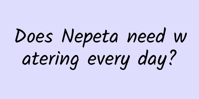 Does Nepeta need watering every day?
