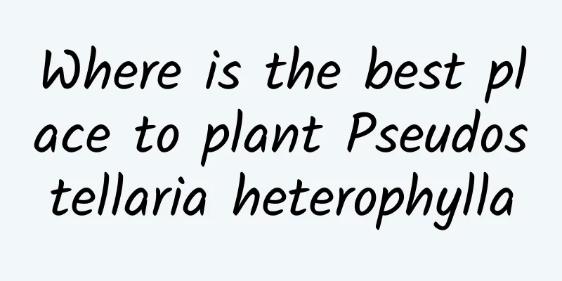 Where is the best place to plant Pseudostellaria heterophylla