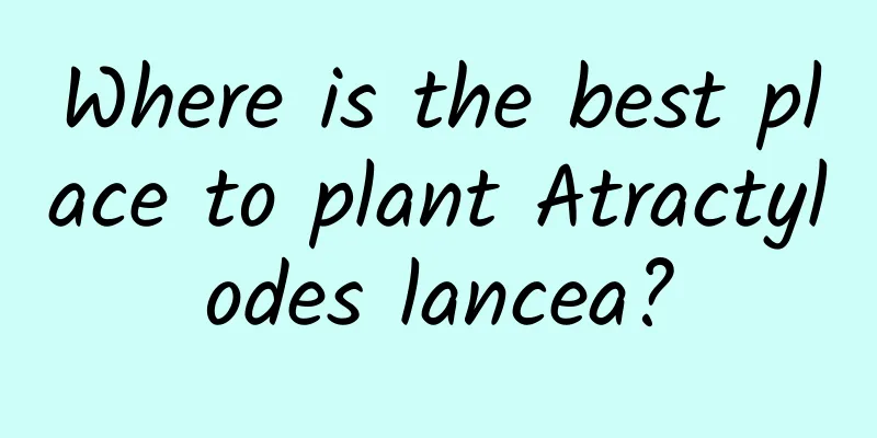 Where is the best place to plant Atractylodes lancea?