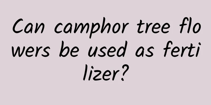 Can camphor tree flowers be used as fertilizer?
